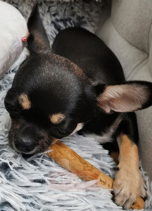 4DOGS Gryzak z drzewa kawowego L