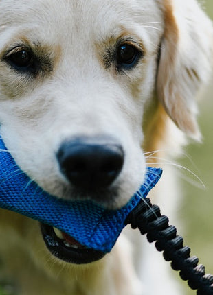 Dingo Zabawka dla psa - Szarpak z węża strażackiego z rączką bungee pomarańczowy