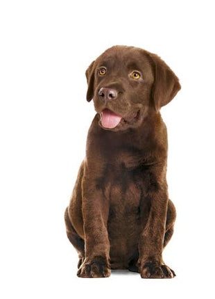 Royal Canin Immunity & Digestion Chews Puppy Supplements 100g