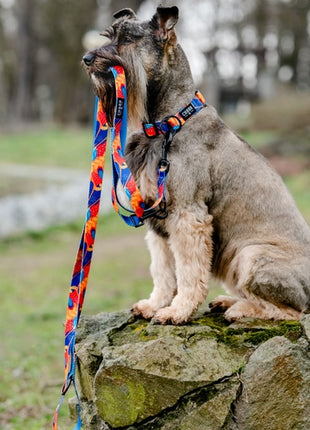 CHABA Smycz regulowana Story III M 20mm/260cm Aussie