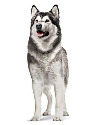 Royal Canin Joint & Ageing Chews Adult Supplements 240g