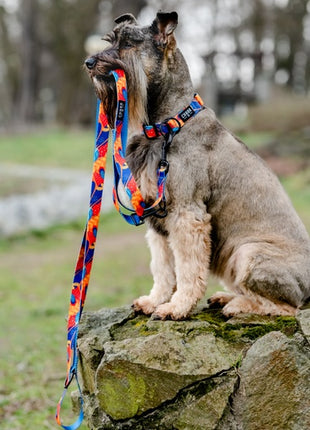 CHABA Obroża regulowana Story III S Aussie