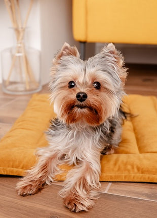 MIMIKO Pets Mata Velvet 70x50cm musztarda