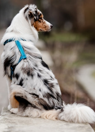 CHABA Szelki Guard Comfort Classic S morskie