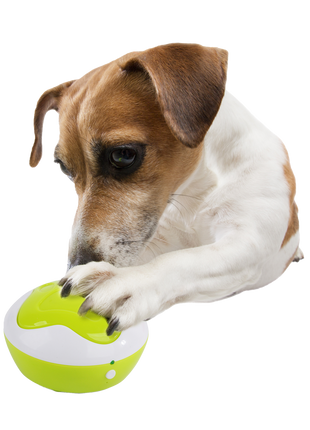 AFP Interactives - Dog Interpreter