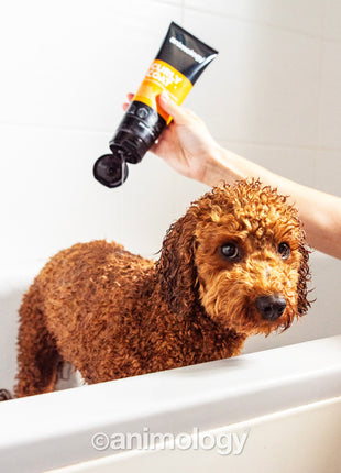 Animology Curly Coat Dog Shampoo 250 ml