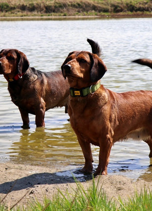 Dingo Obroża Scandi 4,0cm/75cm szara