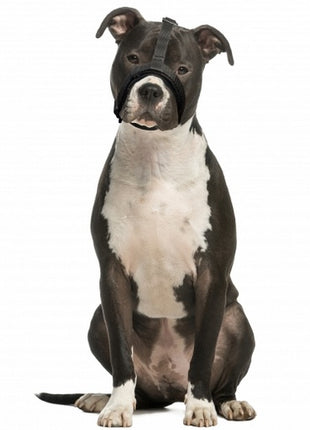 Grande Finale Kaganiec dla psa pekińczyk rozmiar 5 (26-33cm)