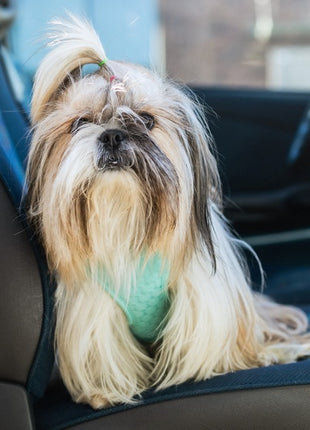 Dingo Szelki bezuciskowe z dwupaskową regulacją M miętowe