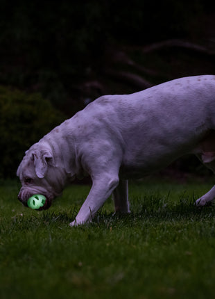 Chuckit! Air Glow Fetch Ball