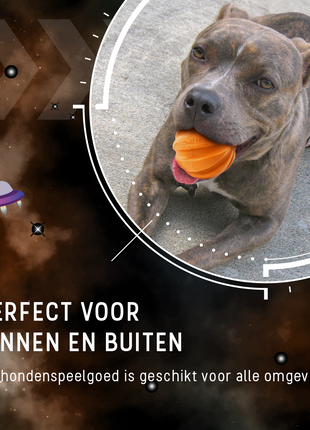 Dog Comets Swift Tuttle Met Touw Oranje