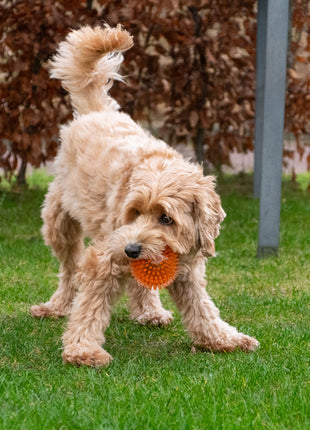 Dog Comets Exoplanet Egelbal Oranje