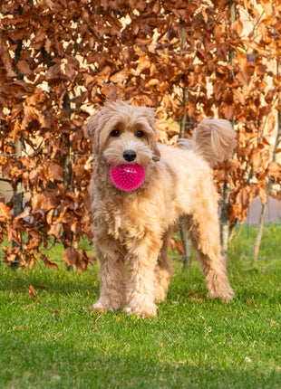 Dog Comets Exoplanet Egelbal Roze
