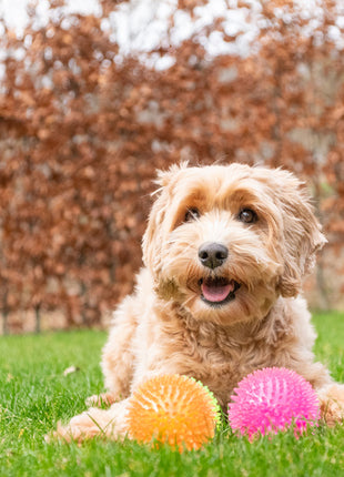 Dog Comets Exoplanet Egelbal Groen
