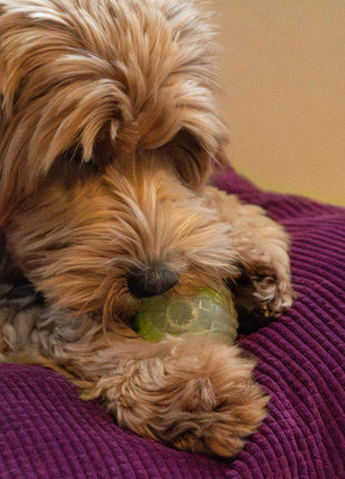 Dog Comets Glow In The Dark Moon Bal Roze
