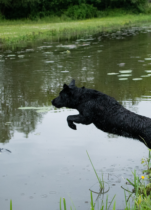 Dog Comets Orion Oranje