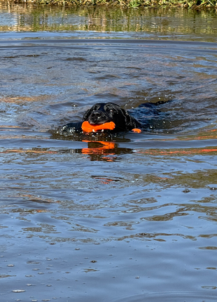 Dog Comets Bobber Groen