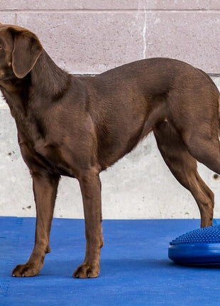FitPaws Balance Disc – afbeelding 2