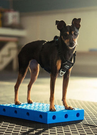 FitPaws FitKinect Upgrade Kit – afbeelding 3