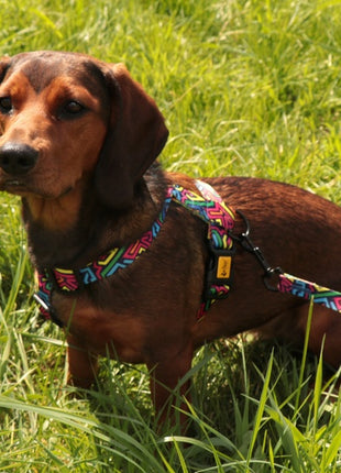 Dingo Szelki dwupaskowe Guard City - Graffiti rozmiar L