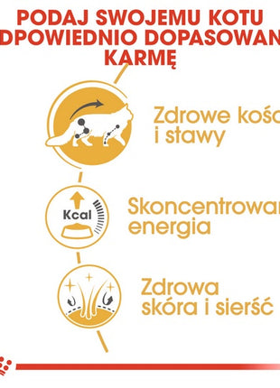 Royal Canin Maine Coon karma mokra w sosie dla kotów dorosłych rasy maine coon saszetka 85g