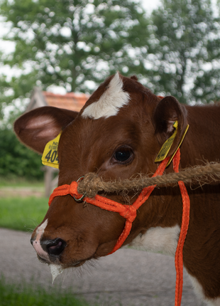 Halster Kalf verstelbaar breed oranje Kalf