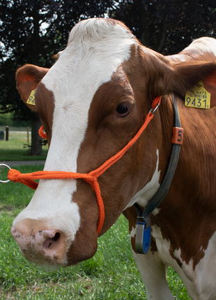 Halster Kalf verstelbaar breed oranje Koe