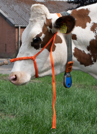Halster Kalf verstelbaar breed oranje Koe