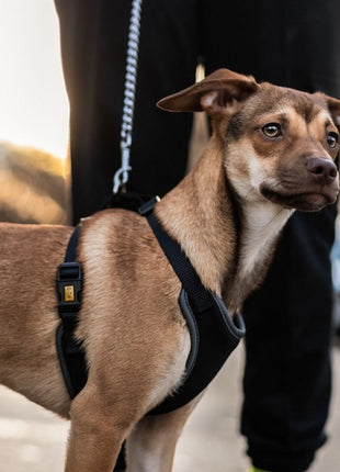Dingo Szelki bezuciskowe z dwupaskową regulacją L czarne