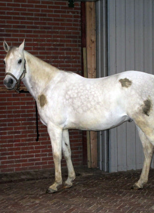 Excellent Horse Hi Gloss Clean Spray 500 ml