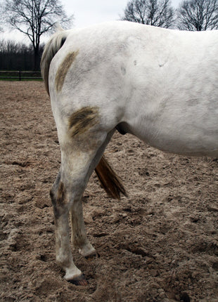 Excellent Horse Hi Gloss Clean Spray 500 ml