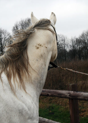 Excellent Horse Hi Gloss Clean Spray 500 ml