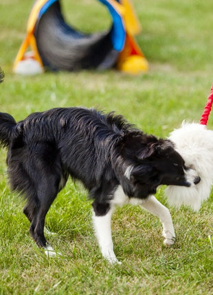 Dingo Zabawka dla psa - Szarpak Naturalne futro owcze bungee zielony
