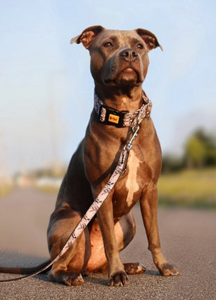 Dingo Obroża regulowana America Georgia 3,0cm/60cm