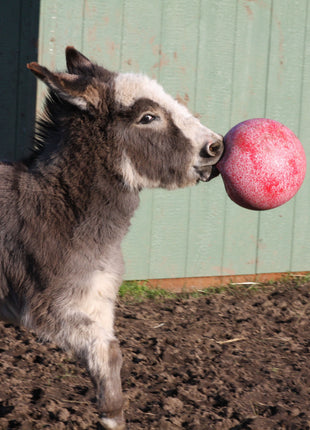 Jolly Ball Rood (geurloos)