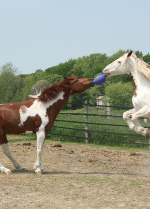 Jolly Ball Groen (appel)
