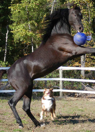 Jolly Ball Groen (appel)