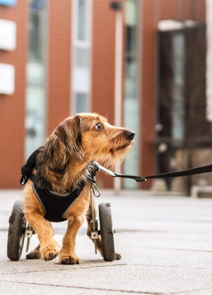 Dingo Szelki bezuciskowe z dwupaskową regulacją S czarne