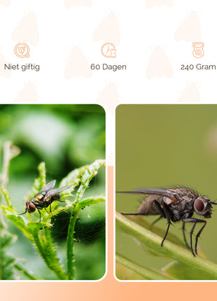 Knock Pest FlyNip Vliegentraktatie