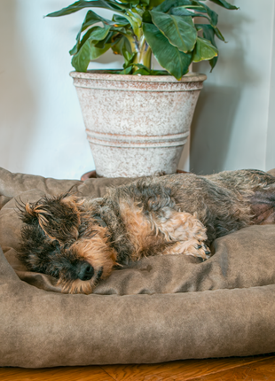 Let's Sleep Sweet Dreams Hondenmand Met Kussen L Antraciet