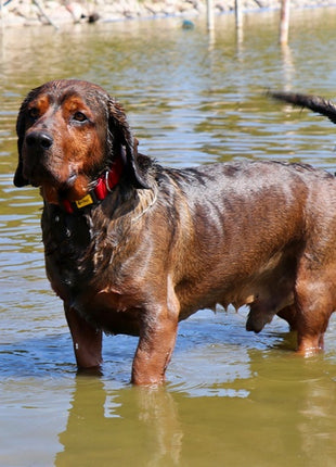 Dingo Obroża Scandi 2,0cm/45cm czerwona