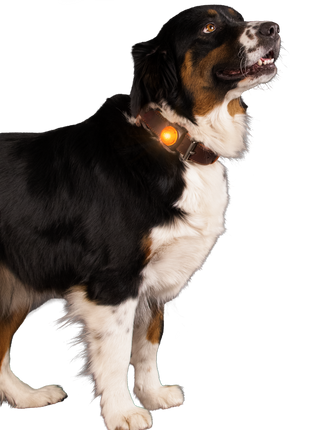 Nightwalk Safety Light Oranje