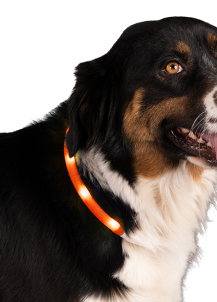 Nightwalk Safety Collar Oranje