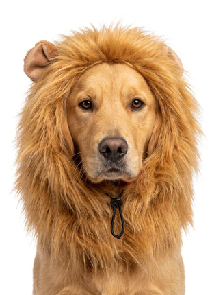 Oranje Manen Tooi