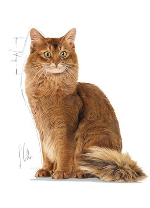 Royal Canin Ultra Light pasztet karma mokra dla kotów dorosłych, z tendencją do nadwagi saszetka 85g