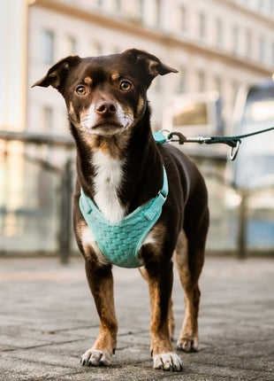 Dingo Szelki bezuciskowe z dwupaskową regulacją L miętowe