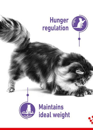 Royal Canin Appetite Control Care karma mokra w galaretce dla kotów dorosłych, domagających się jedzenia saszetka 85g