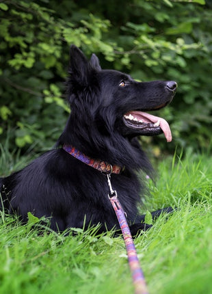 Dingo Obroża regulowana America Indiana 3,0cm/60cm