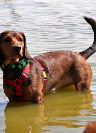 Dingo Szelki Guard dwupaskowe Scandi 3cm rozmiar M szare