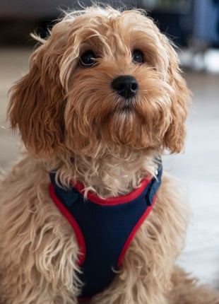 Dingo Szelki bezuciskowe z dwupaskową regulacją S granatowe